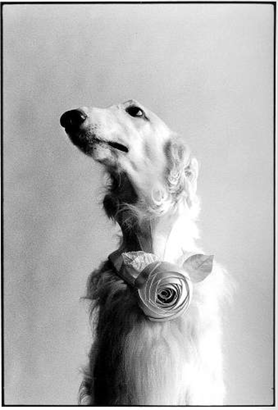 Elliott Erwitt New York City New York, 1999 Gelatin Silver Print Signed, titled and dated on verso Available in different formats
