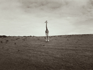 Silke Lauffs: Giraffe wandering the Plains Garden Route Game Lodge, South Africa, 2009 Signed, titled, dated and numbered on mount recto, Artist label on verso Platinum print, printed 2010