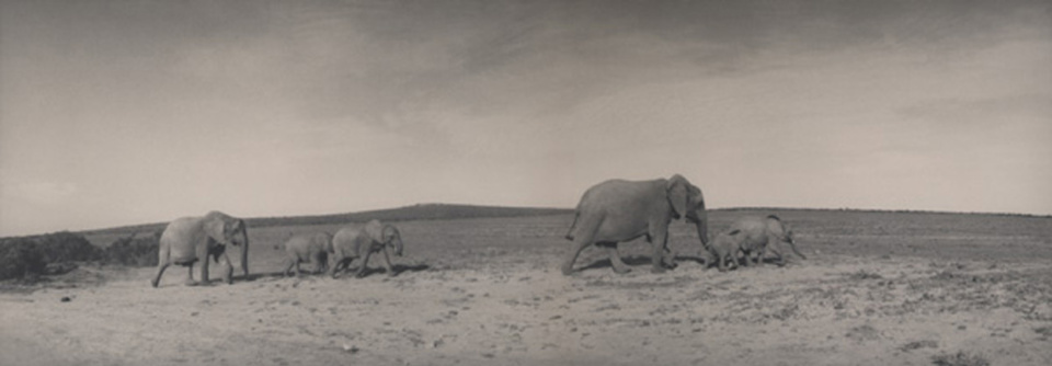 Silke Lauffs Elephant family at Addo Eastern Cape, South Africa, 2009 Signed, titled, dated and numbered on recto, Artist label on verso Toned gelatin silver print Ed. 6/2