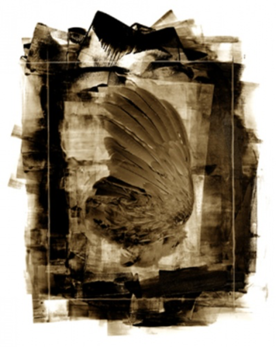 Albert Watson: Bird Wing Fetish Marrakech, 1997 Archival pigment print Signed, titled, dated and numbered on verso 61 x 46 cm Ed. 10