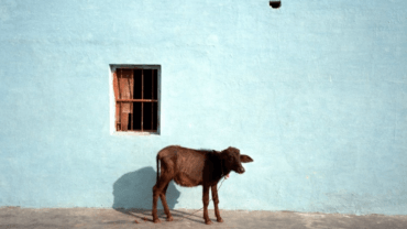 Amy Lyne: Cow and blue Wall Occhra, India 2003 C-print