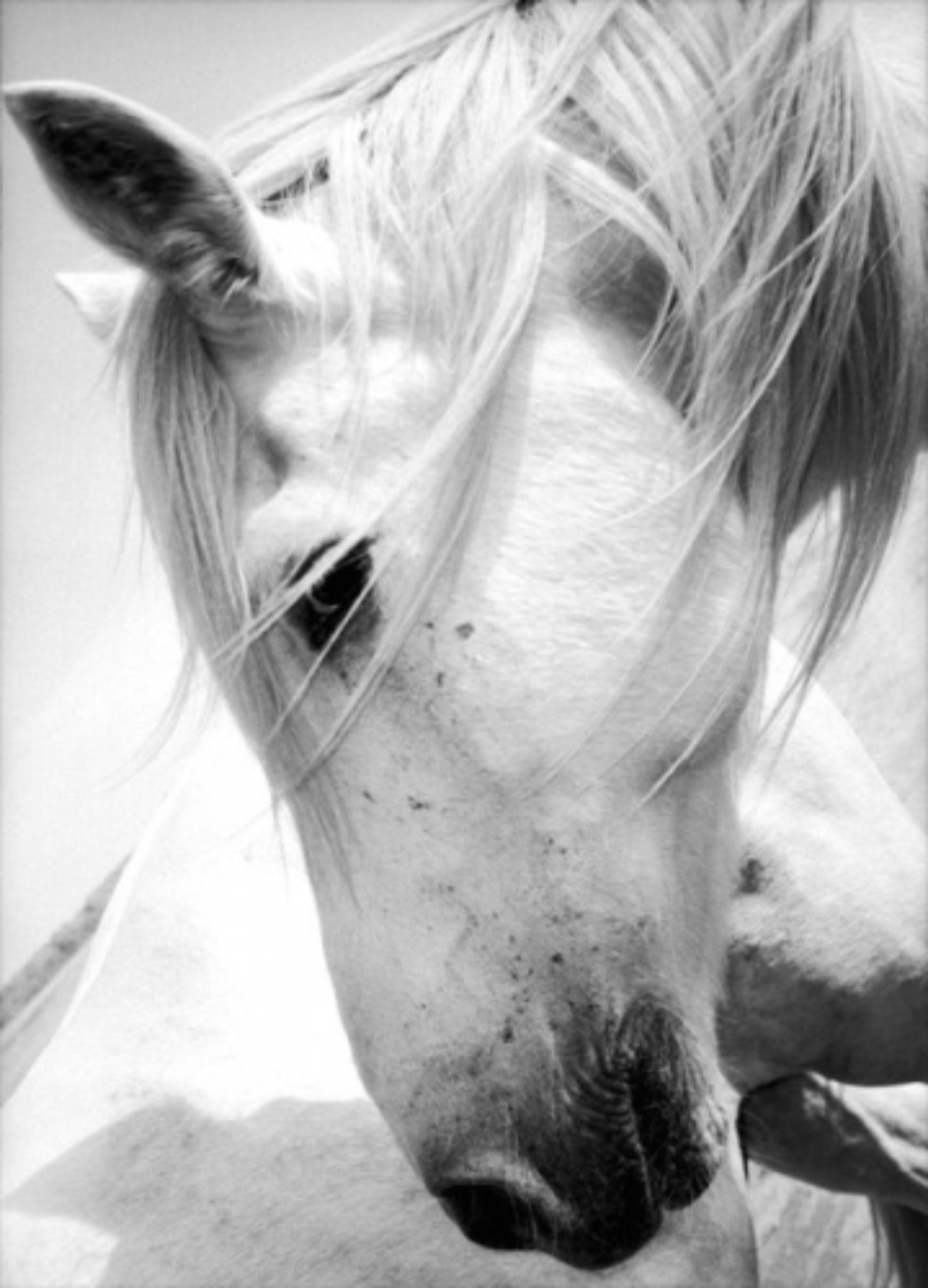 Amy Lyne: Horse's Head Camargue, France, 2002 Gelatin silver print