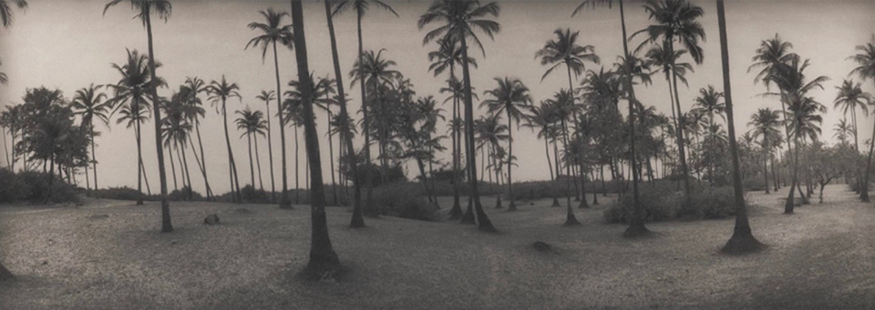 Silke Lauffs. Palm trees at Arambol beach. Goa, India, January 2003